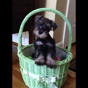 Meet your Posher, Ginger