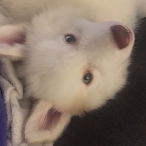 Meet your Posher, Maggie