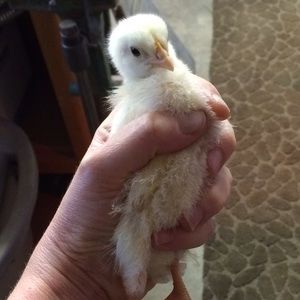 Meet your Posher, Stacy
