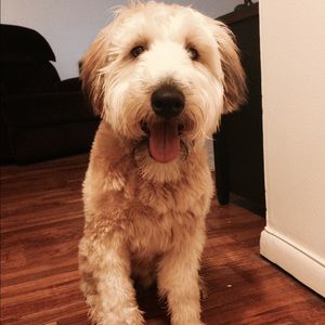 Meet your Posher, Torey