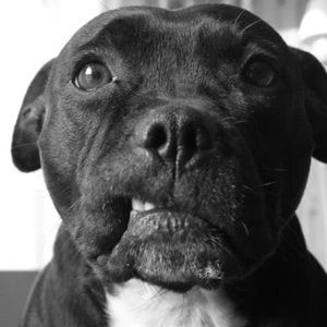 Meet your Posher, Alfred