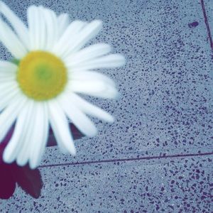 Meet your Posher, Johnadia