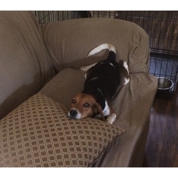 Newest rescue Little Miss Judi!