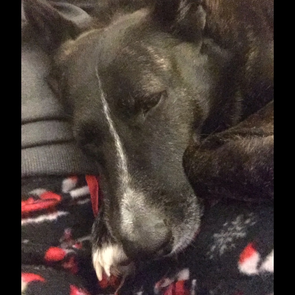 Dog love. 💞