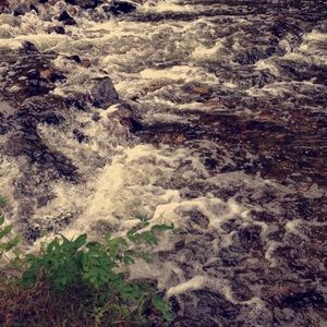 Meet your Posher, Shelby