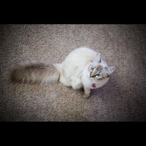 Meet your Posher, Debbie