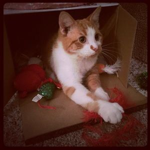 Meet your Posher, Taylor