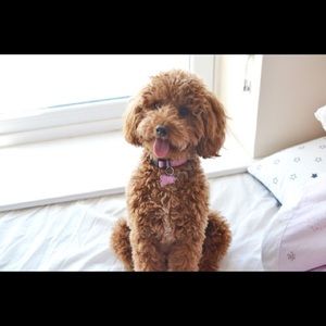 Meet your Posher, Tara