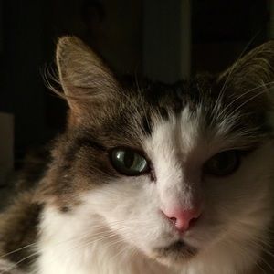 Meet your Posher, Inez