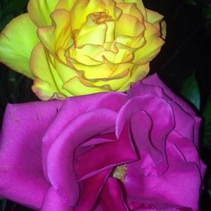 Meet your Posher, Monique