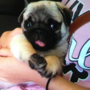 Meet your Posher, Taylor