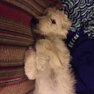 Meet your Posher, Laura