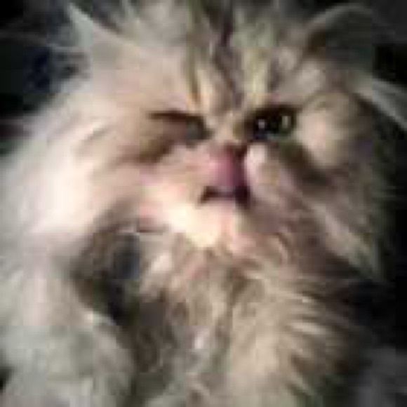 Meet your Posher, Jocealynn - Picture 1 of 1