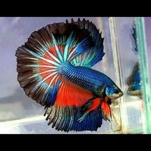 Meet your Posher, Sheri