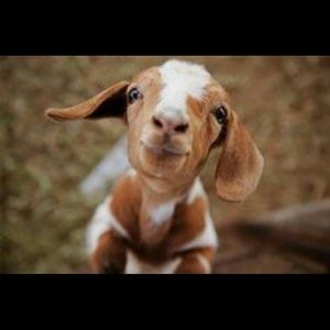 Meet your Posher, Madi