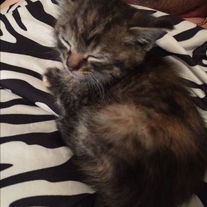 Meet your Posher, Summer