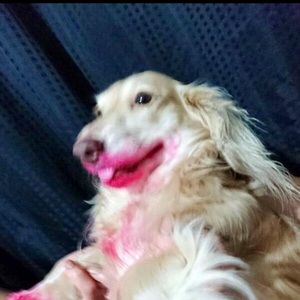 Meet your Posher, Lizzy