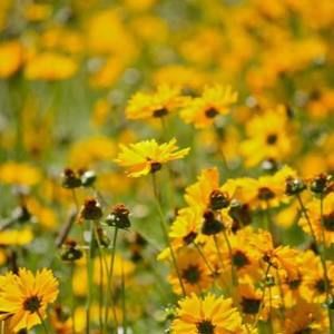 Meet your Posher, Yolanda