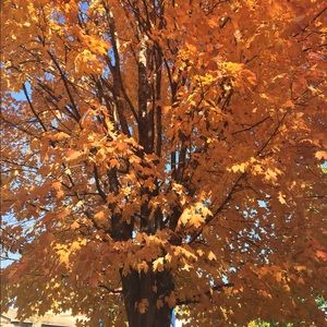 Meet your Posher, Zoey