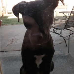 Meet your Posher, Janai