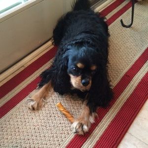 Meet your Posher, Rose