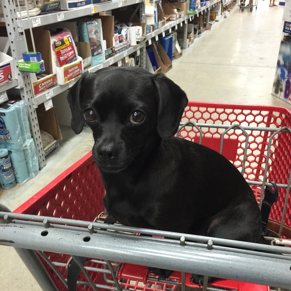 Meet your Posher, Dawn - Picture 1 of 1