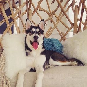 Meet your Posher, Abby