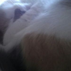 Meet your Posher, Rosalind