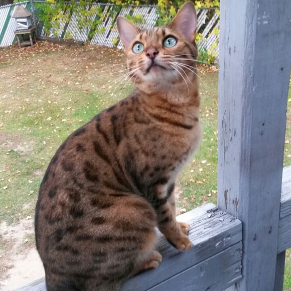 🐆🐆Meet Misha🐆🐆 - Picture 6 of 10