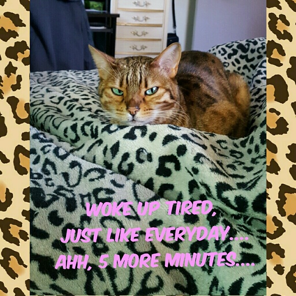 🐆🐆Meet Misha🐆🐆 - Picture 7 of 10