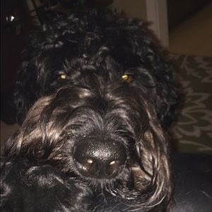 Meet your Posher, Charlina