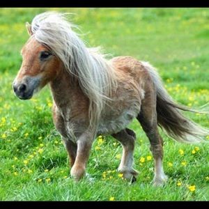 Meet your Posher, Martina