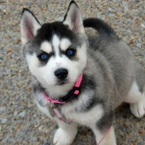 Meet your Posher, Jade