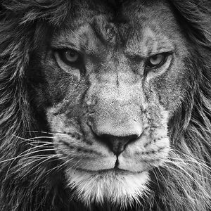 Meet your Posher, Joann