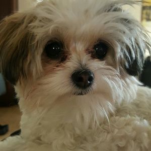 Meet your Posher, Desiree