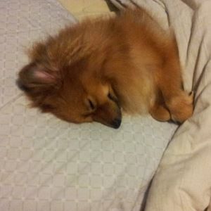 Meet your Posher, Anna