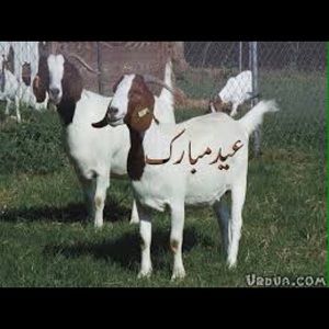 Meet your Posher, Kamran