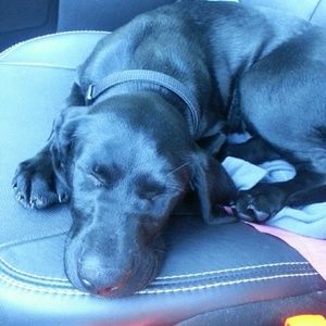 Meet your Posher, Sam