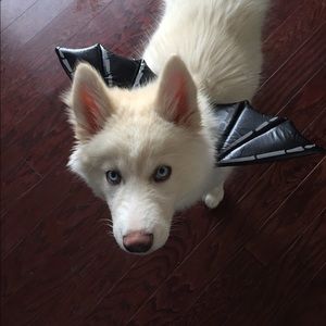 Meet your Posher, Tara