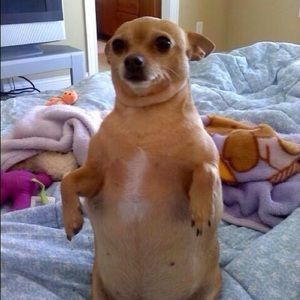 Meet your Posher, Sam