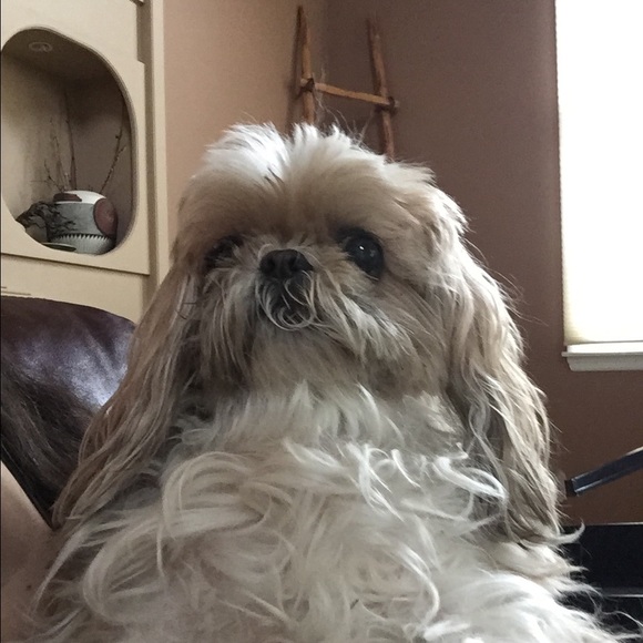 Meet your Posher, Jamie