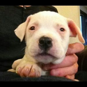 Meet your Posher, Teresa