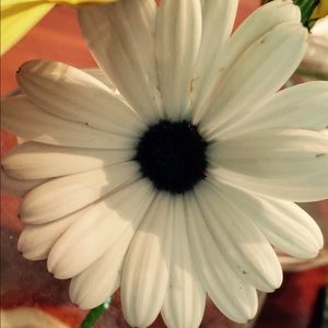 Meet your Posher, Anne