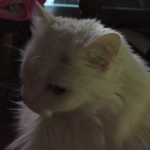 Meet your Posher, Nelson