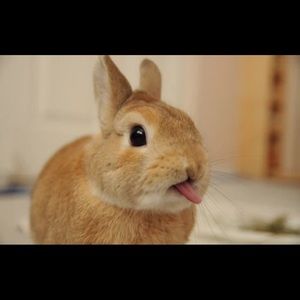 Meet your Posher, Chrissy