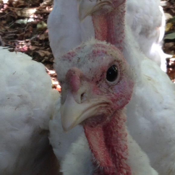 Meet your Posher, Carrie