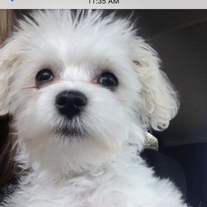 Meet your Posher, Amber