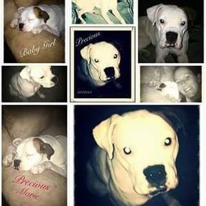 Meet your Posher, Brogan