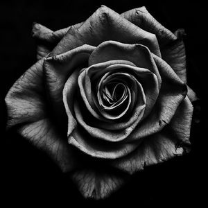 Meet your Posher, Teresa