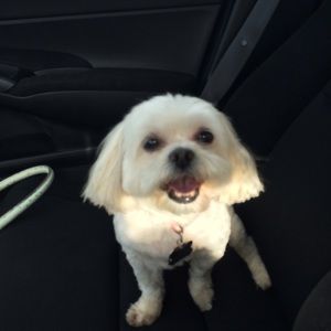 Meet your Posher, Trish